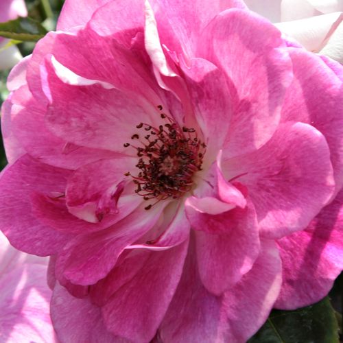 Rosa ciliegia vivace con centro e strisce bianchi - rose floribunde